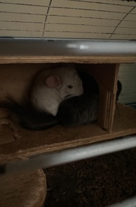 Продам шиншилл Ангора и Бархатный стандарт