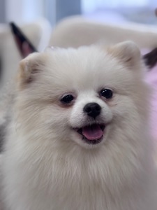 Цуценя померанського шпіца