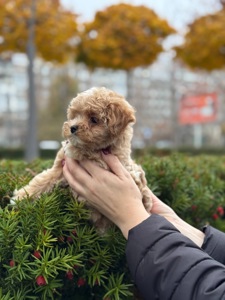 Чарівний хлопчик мальтіпу ф1