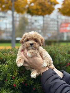 Чарівний хлопчик мальтіпу ф1