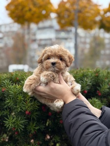 Чарівний хлопчик мальтіпу ф1