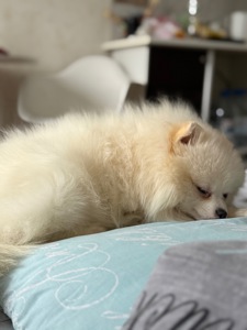 Цуценя померанського шпіца