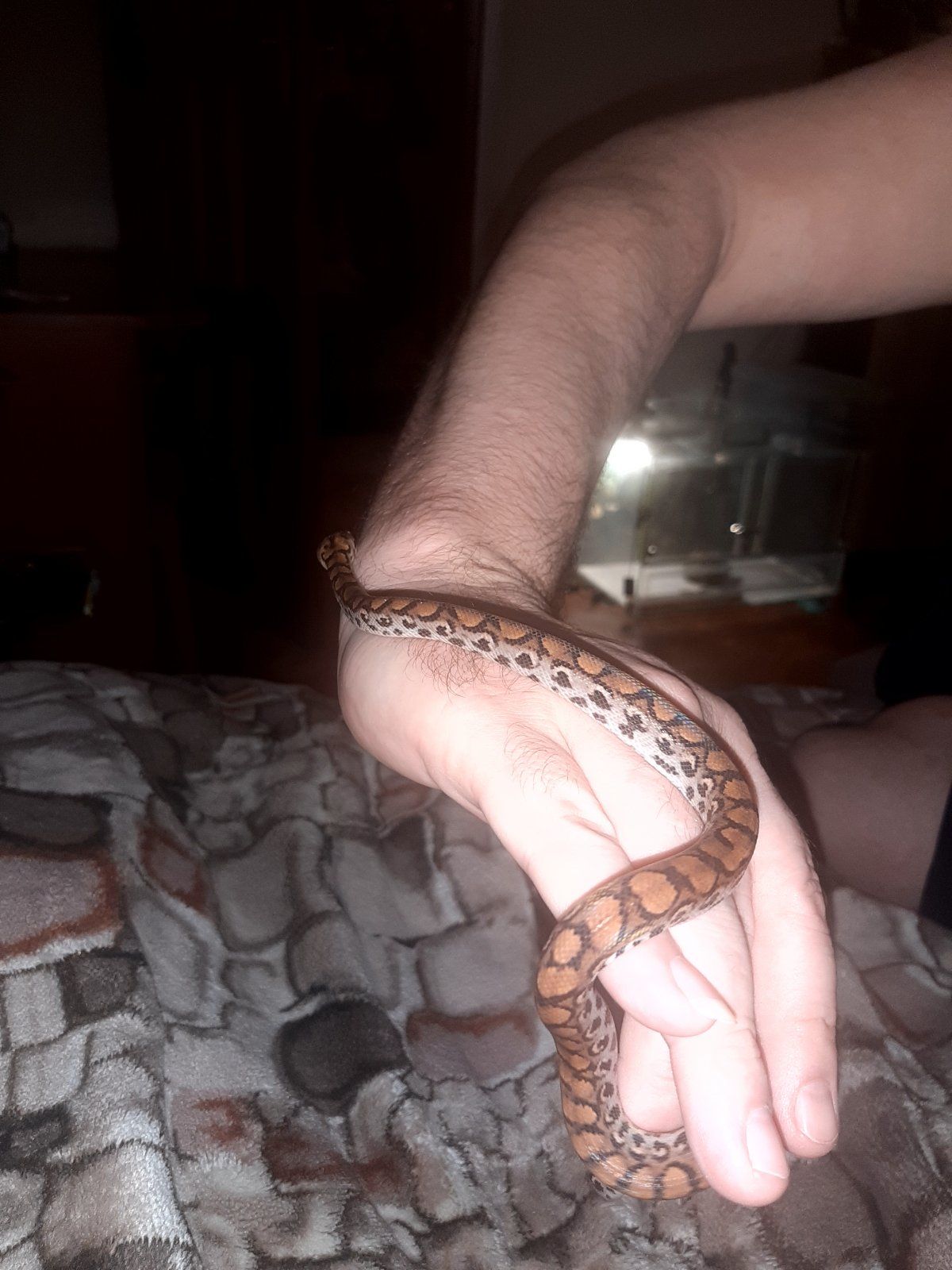 Радужный удав