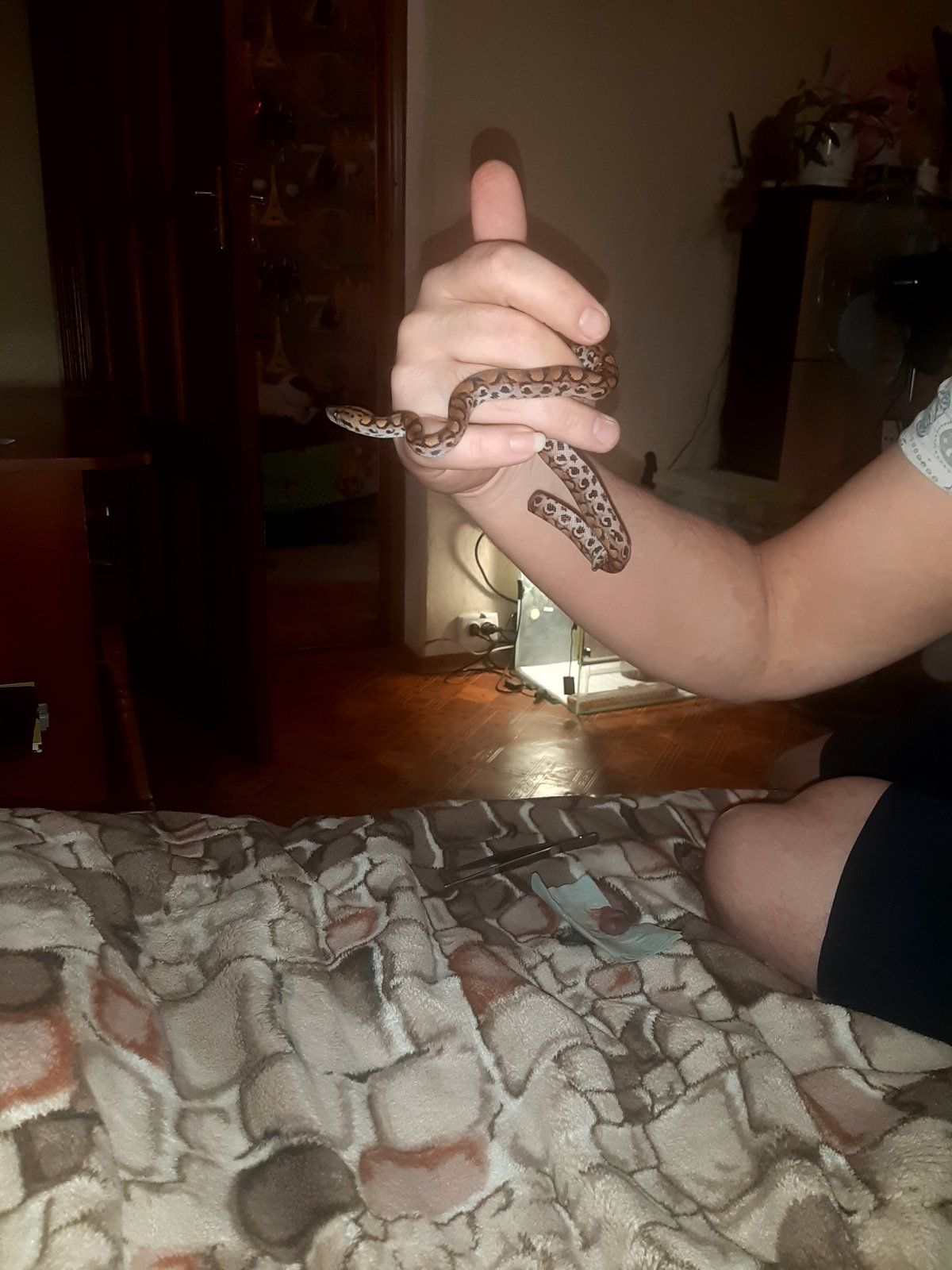 Радужный удав