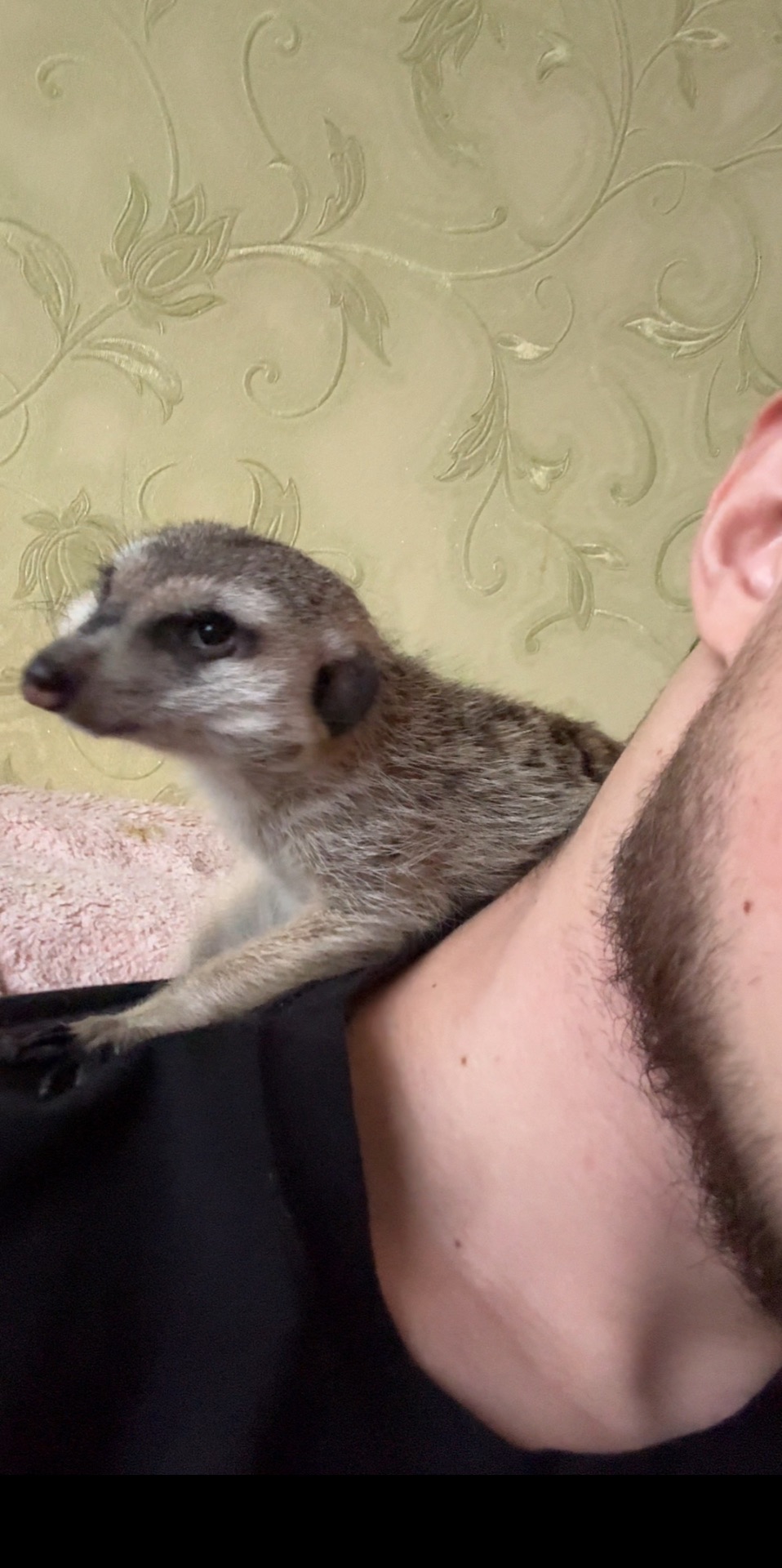 Сурикат хлопчик