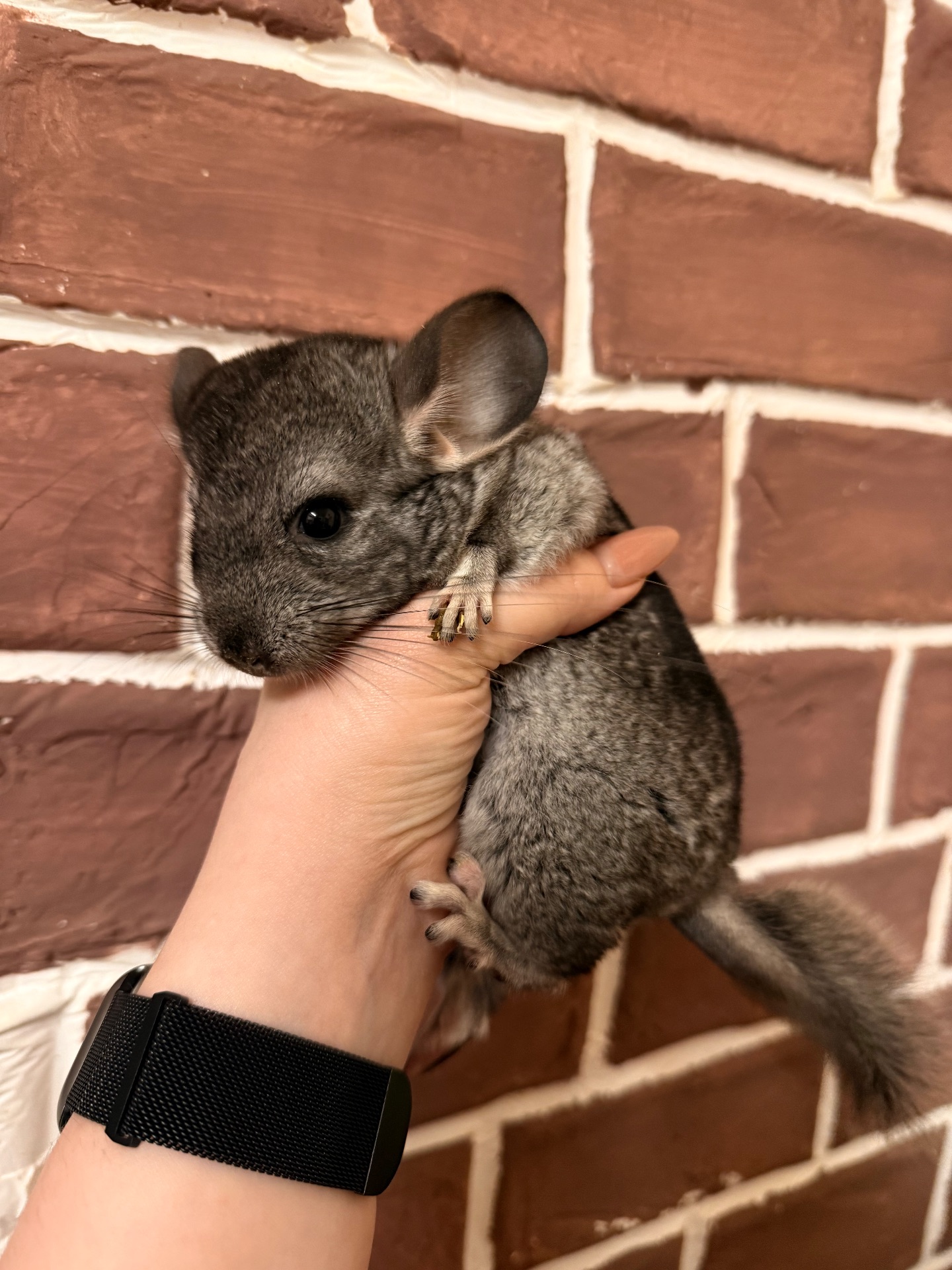 Шиншилки 2 дівчинки та хлопчик