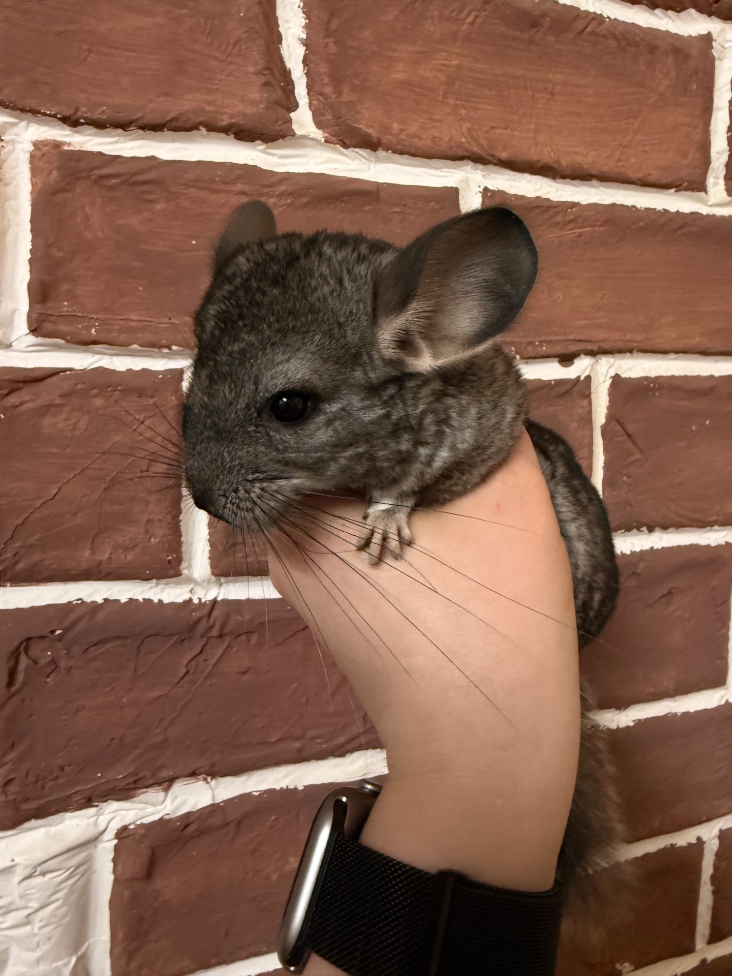 Шиншилки 2 дівчинки та хлопчик