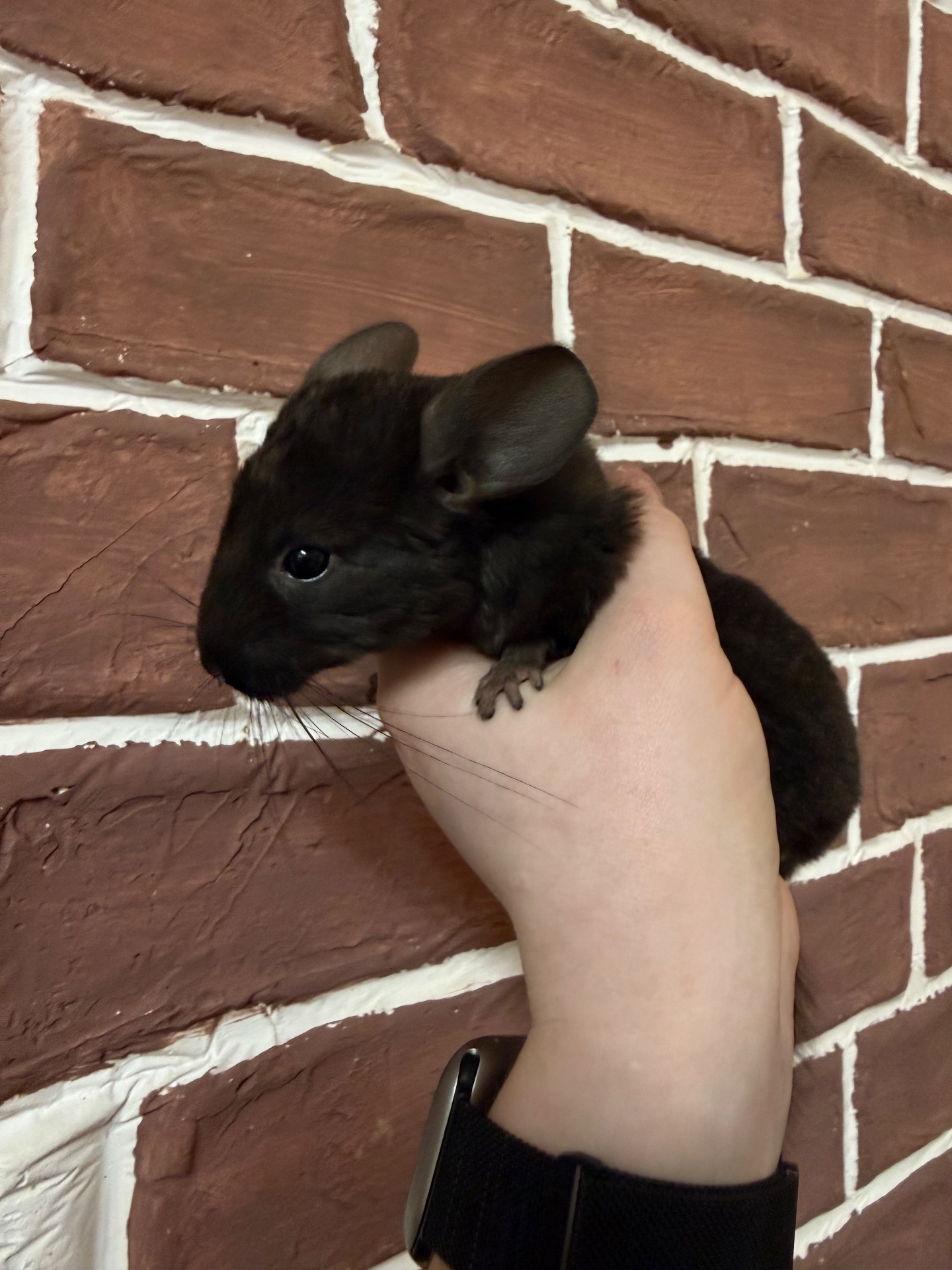 Шиншилки 2 дівчинки та хлопчик