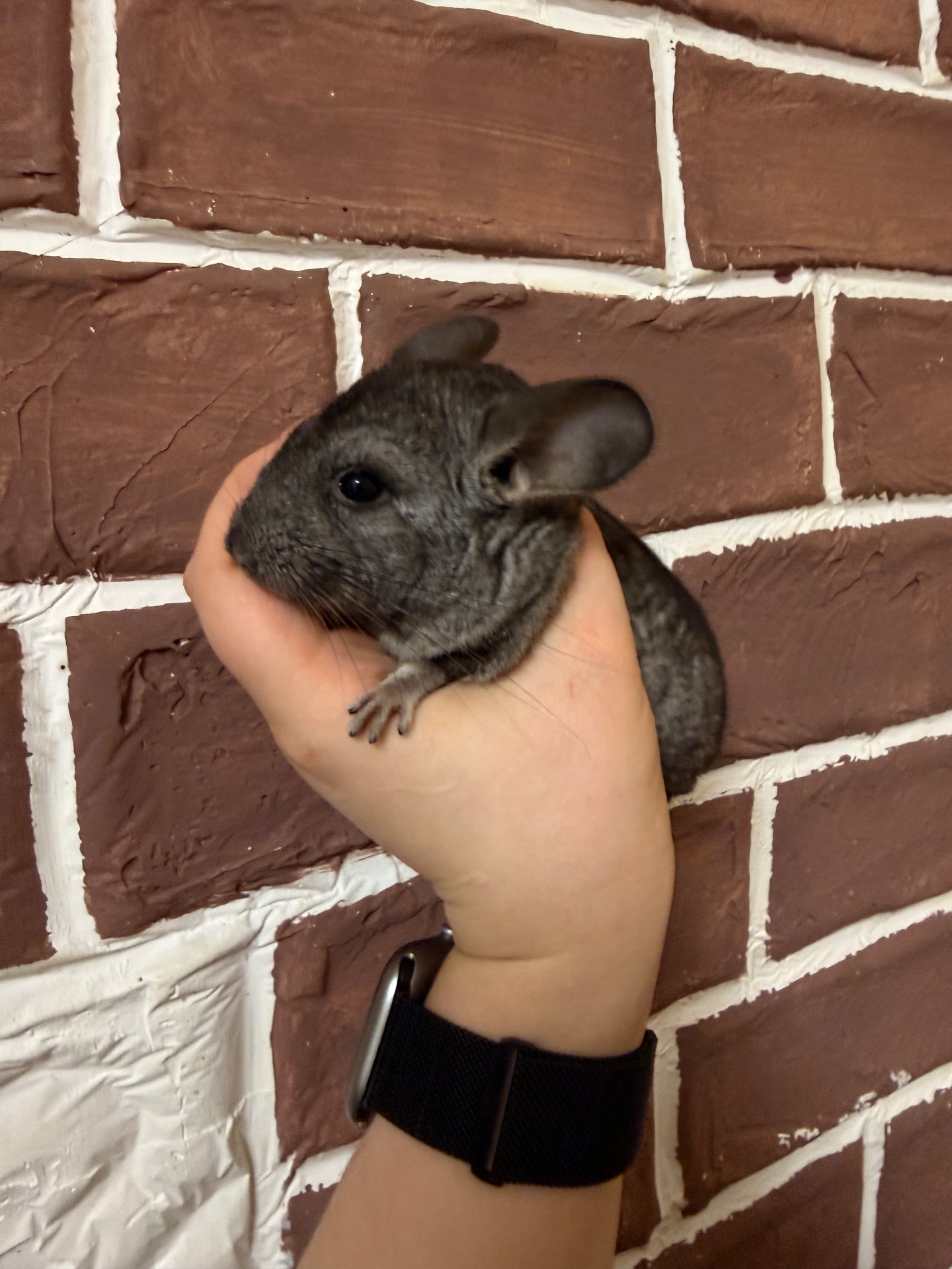 Шиншилки 2 дівчинки та хлопчик