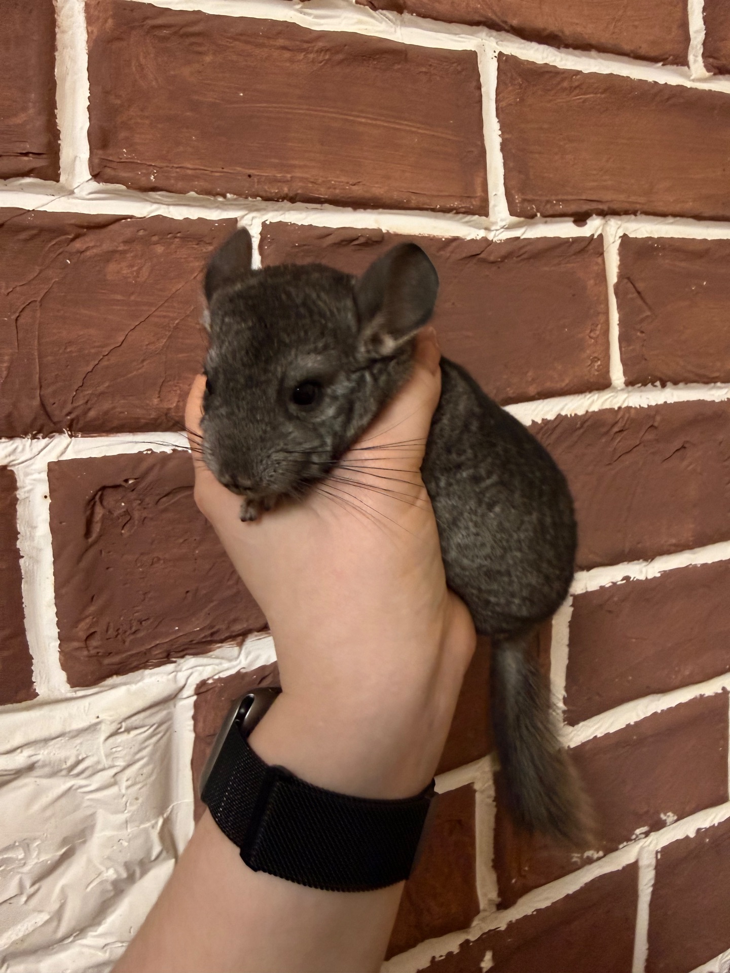 Шиншилки 2 дівчинки та хлопчик