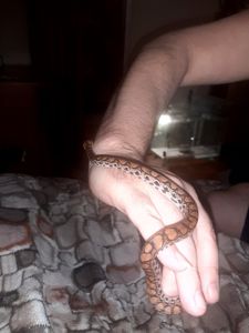 Радужный удав