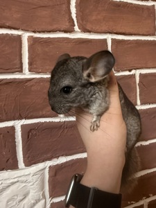 Шиншилки 2 дівчинки та хлопчик