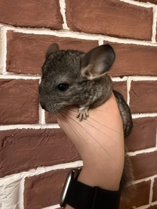 Шиншилки 2 дівчинки та хлопчик