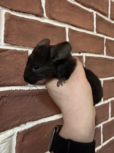 Шиншилки 2 дівчинки та хлопчик