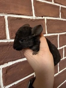 Шиншилки 2 дівчинки та хлопчик