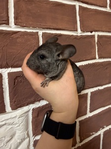 Шиншилки 2 дівчинки та хлопчик