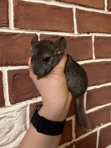 Шиншилки 2 дівчинки та хлопчик