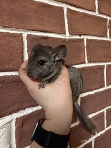 Шиншилки 2 дівчинки та хлопчик