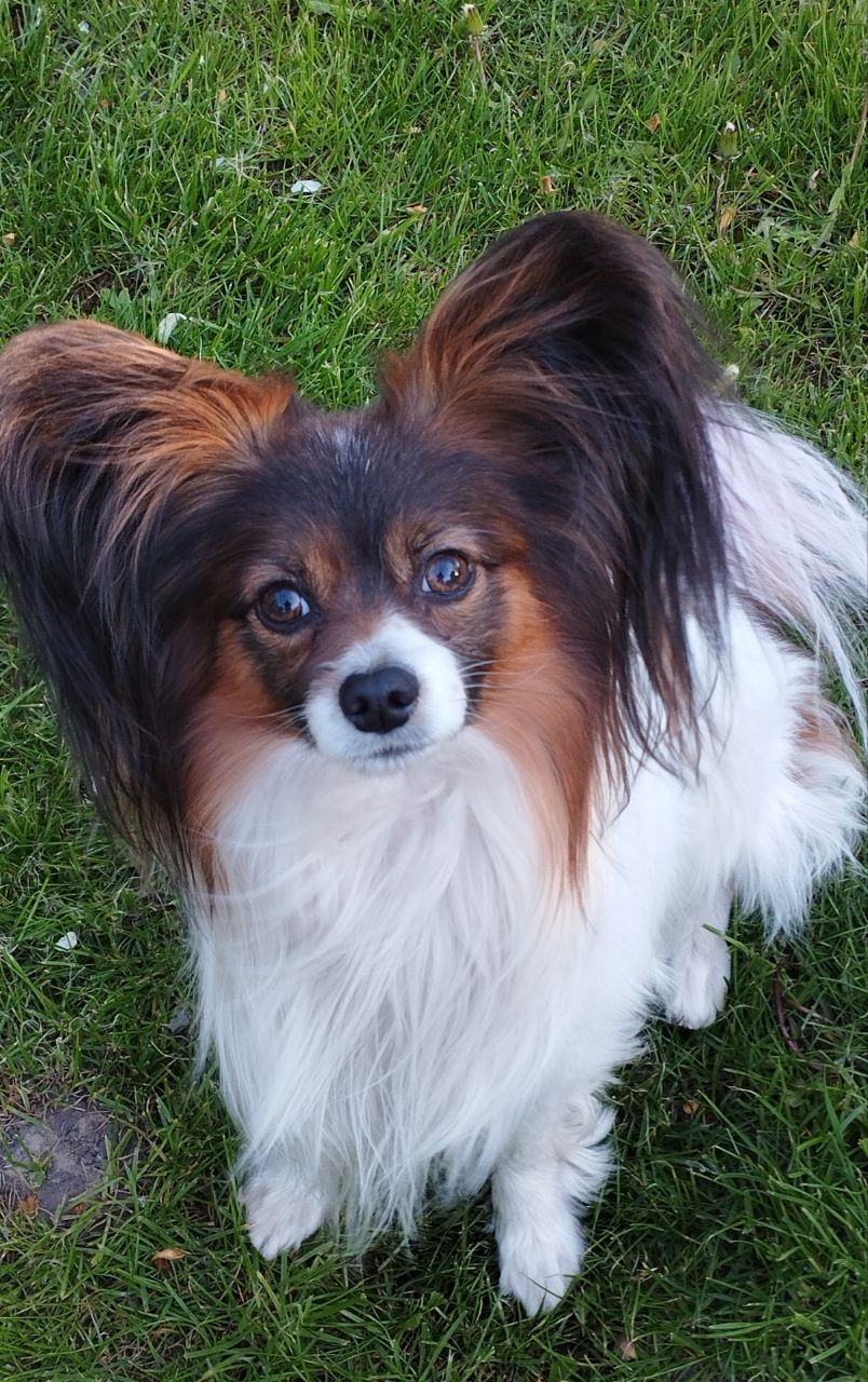 Цуценята папільйона