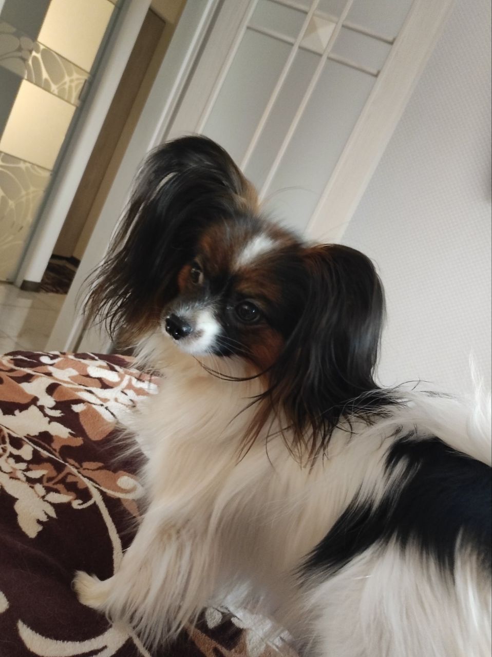 Цуценята папільйона