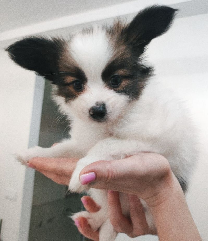 Цуценята папільйона