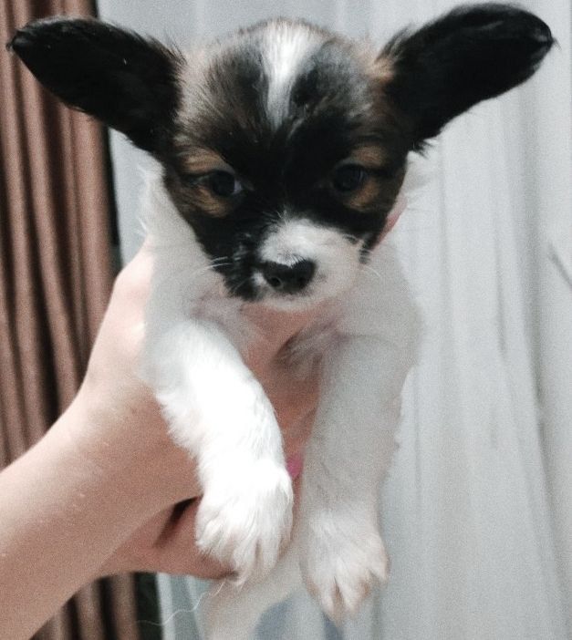 Цуценята папільйона