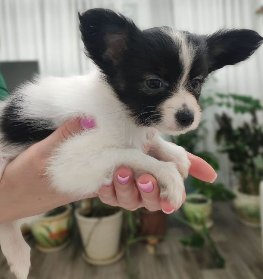 Цуценята папільйона