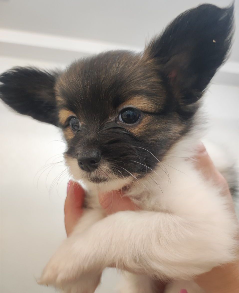 Цуценята папільйона