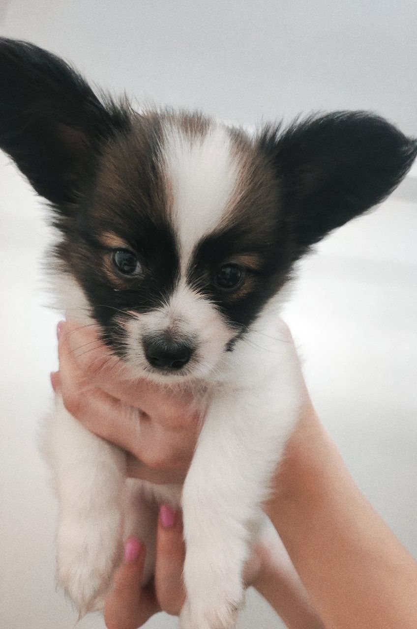 Цуценята папільйона