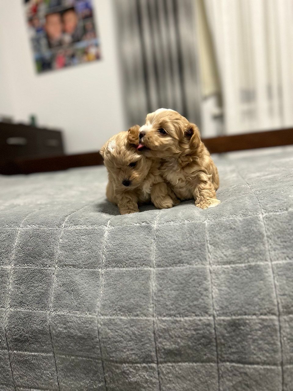 Наймиліші хлопчики мальтипу