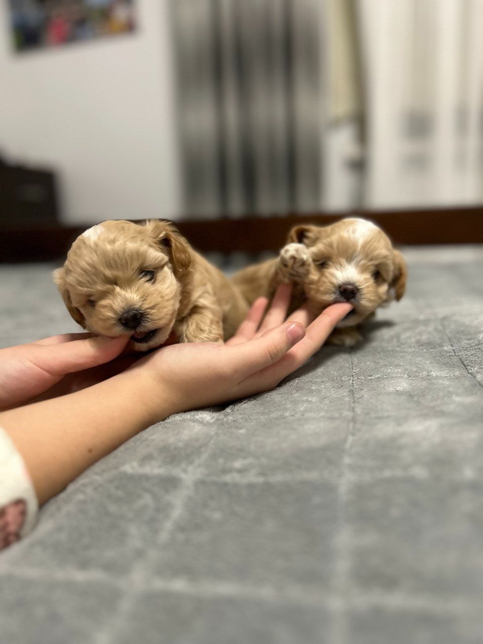 Наймиліші хлопчики мальтипу