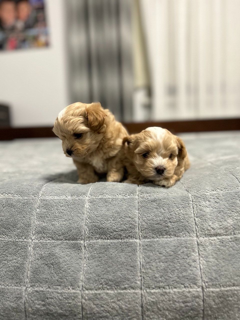 Наймиліші хлопчики мальтипу