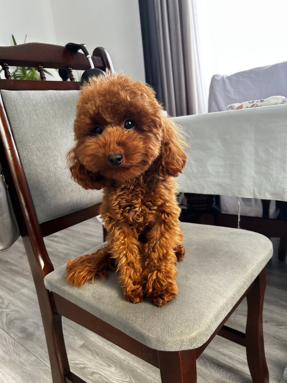 Хлопчик той пудель