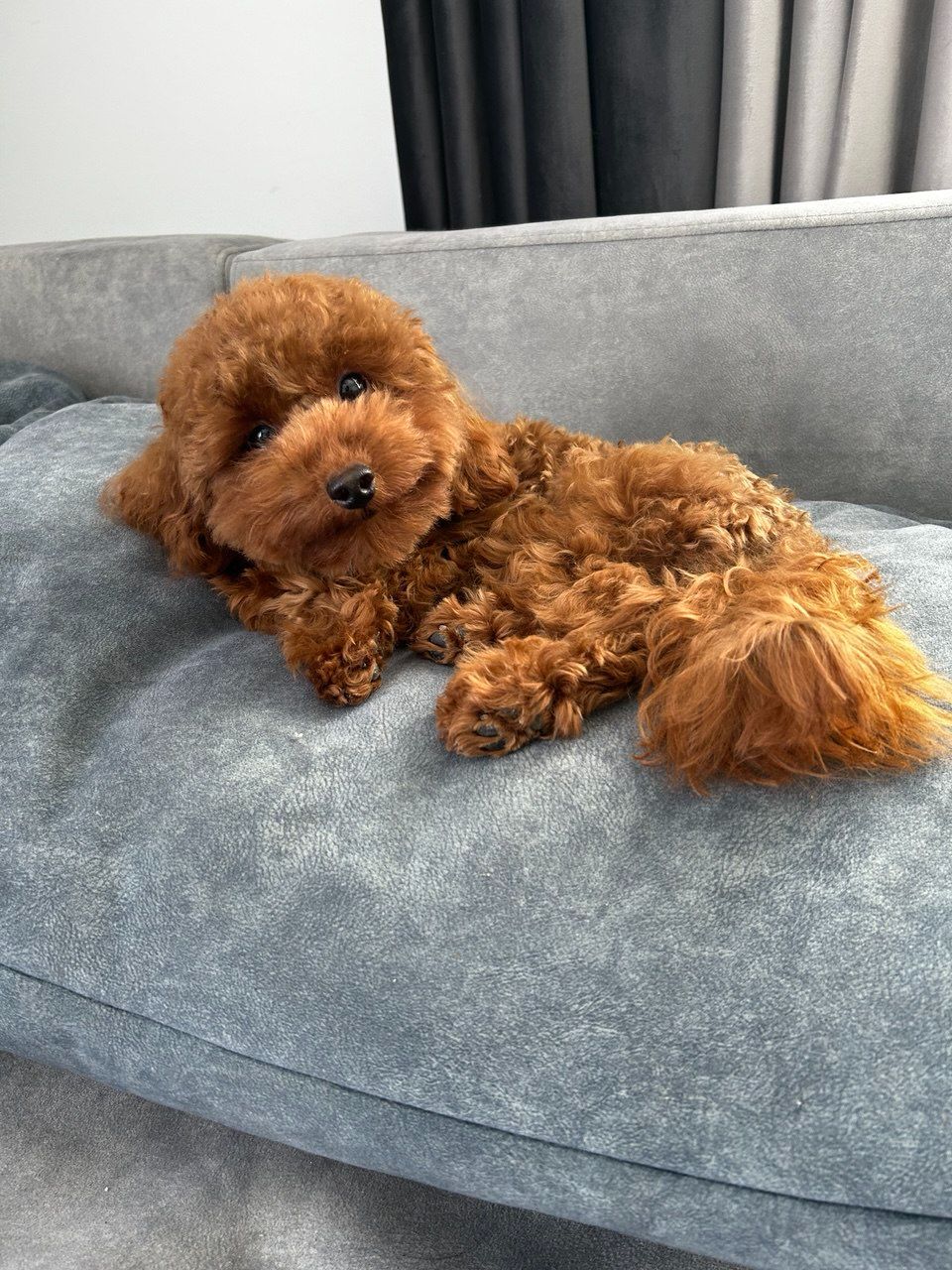 Хлопчик той пудель