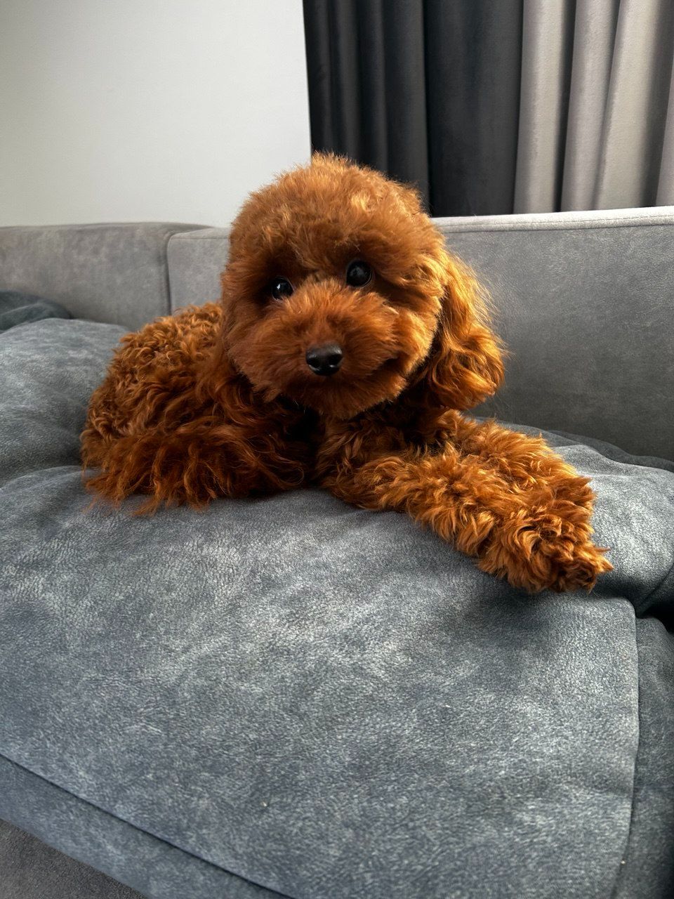 Хлопчик той пудель