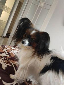 Цуценята папільйона