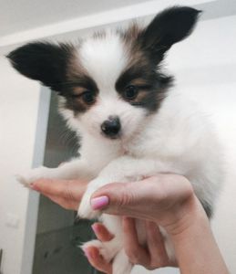 Цуценята папільйона