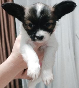 Цуценята папільйона