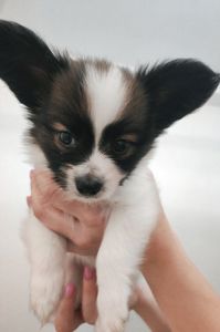 Цуценята папільйона