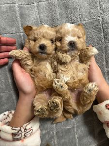 Наймиліші хлопчики мальтипу