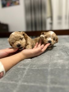 Наймиліші хлопчики мальтипу