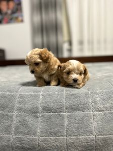 Наймиліші хлопчики мальтипу