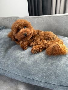 Хлопчик той пудель