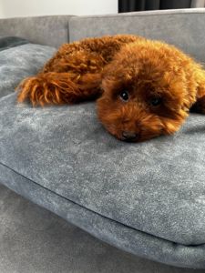 Хлопчик той пудель