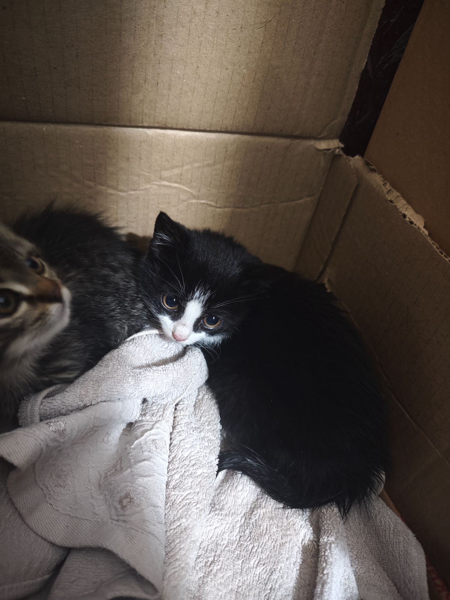 Котята в хорошие руки