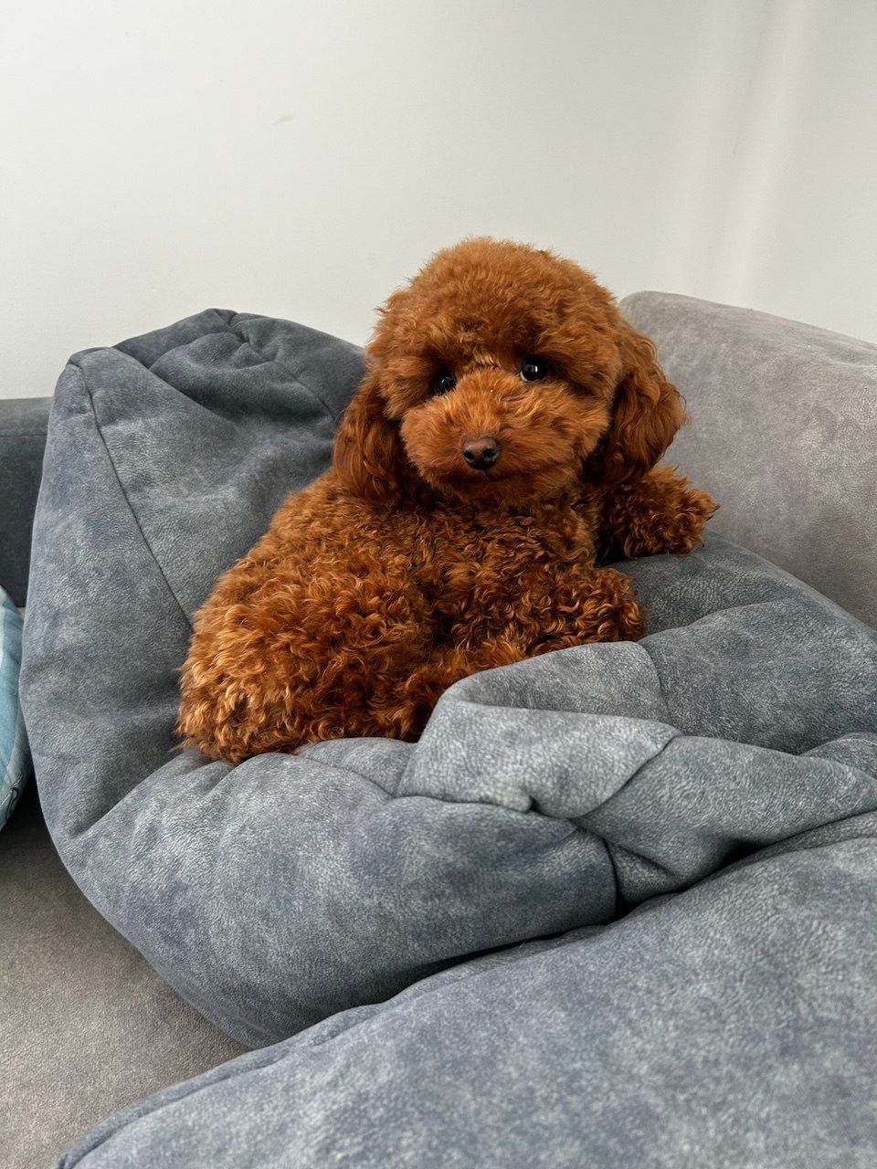 Дівчинка Ада той пудель