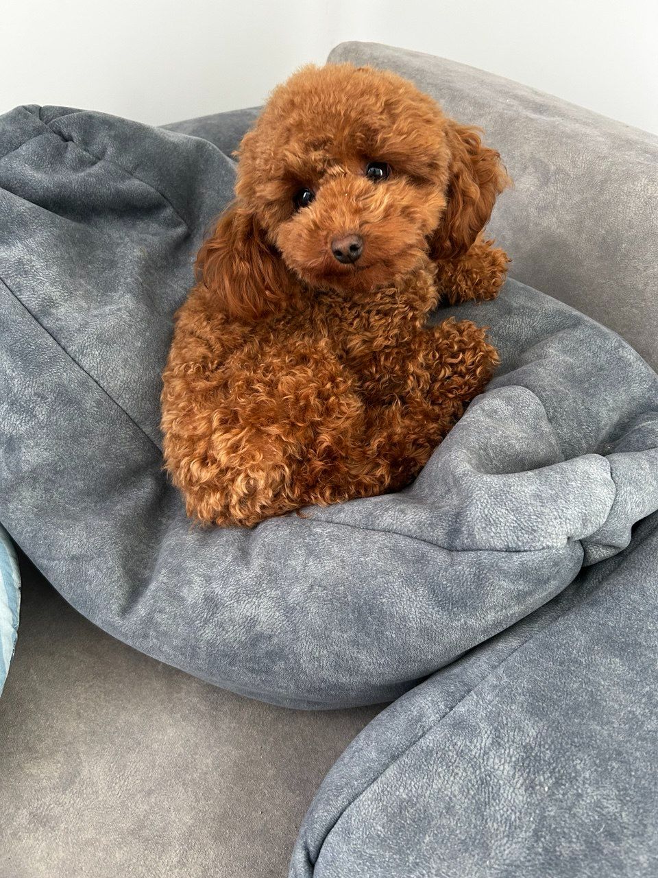 Дівчинка Ада той пудель