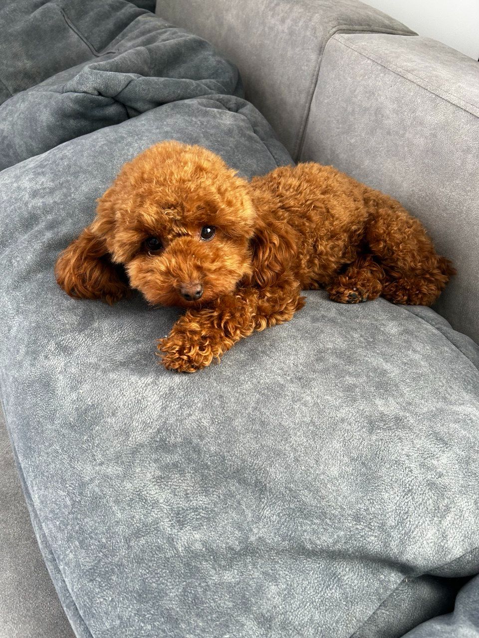 Дівчинка Ада той пудель