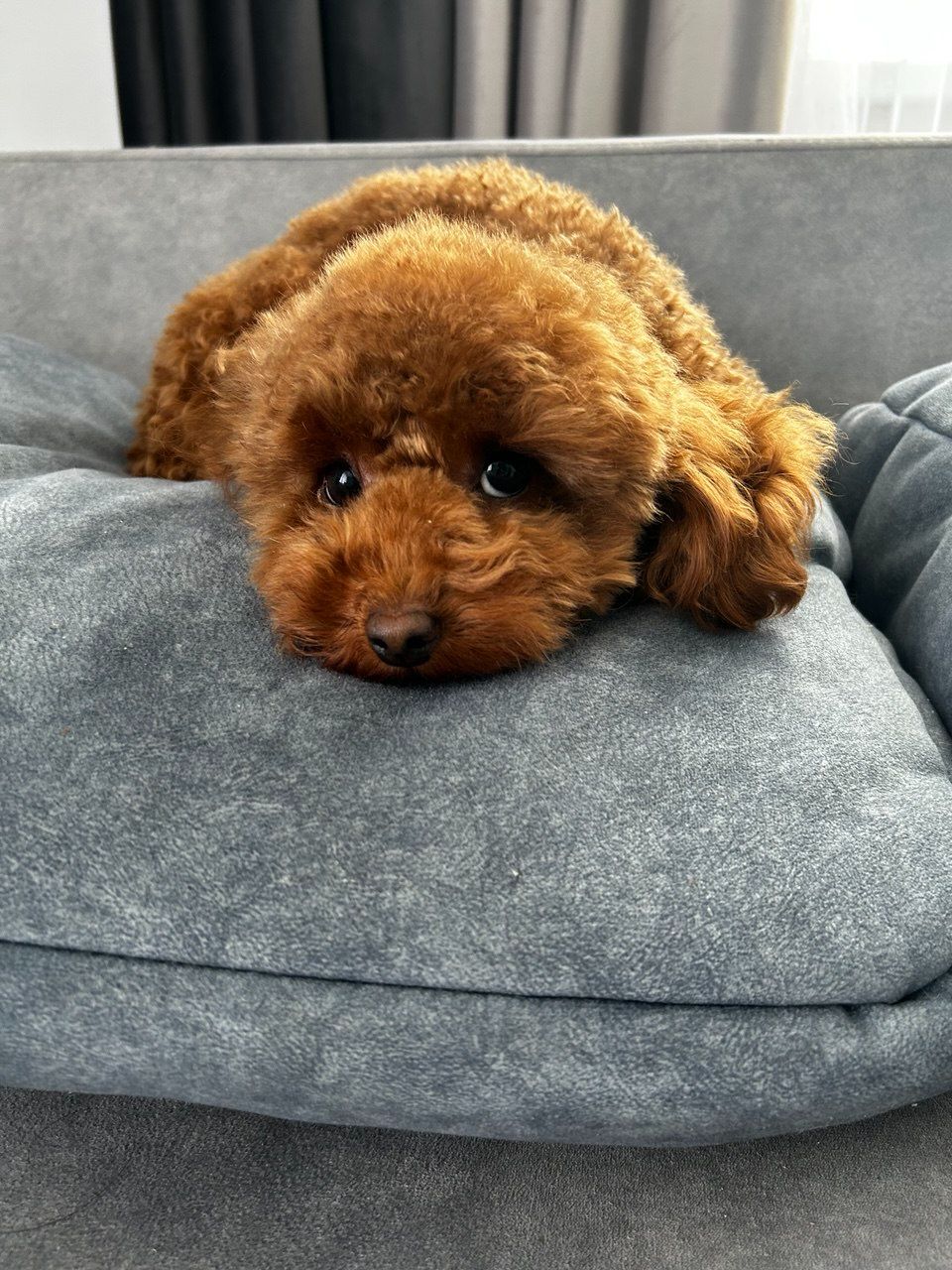 Дівчинка Ада той пудель