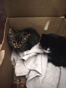 Котята в хорошие руки